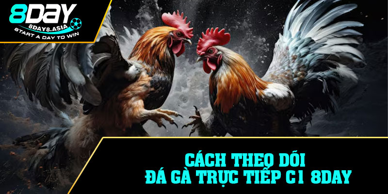 Cách theo dõi đá gà trực tiếp C1 8DAY