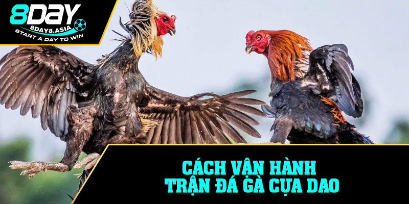 Cách vận hành trận Đá gà cựa dao