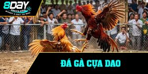 Đá Gà Cựa Dao