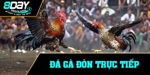 Đá Gà Đòn Trực Tiếp