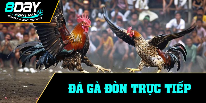 Đá Gà Đòn Trực Tiếp