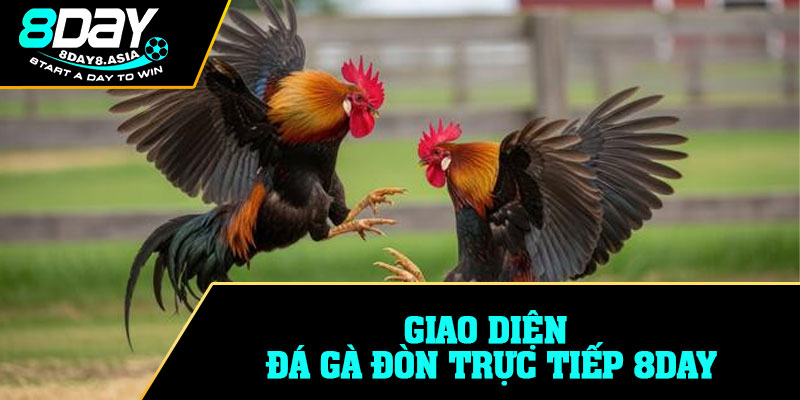 Giao diện đá gà đòn trực tiếp 8DAY