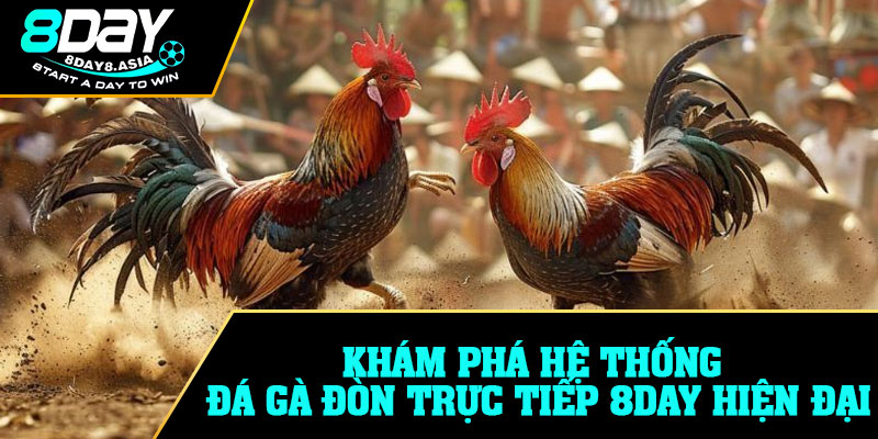 Khám phá hệ thống đá gà đòn trực tiếp 8DAY hiện đại