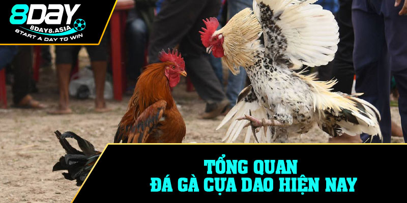 Tổng quan Đá gà cựa dao hiện nay