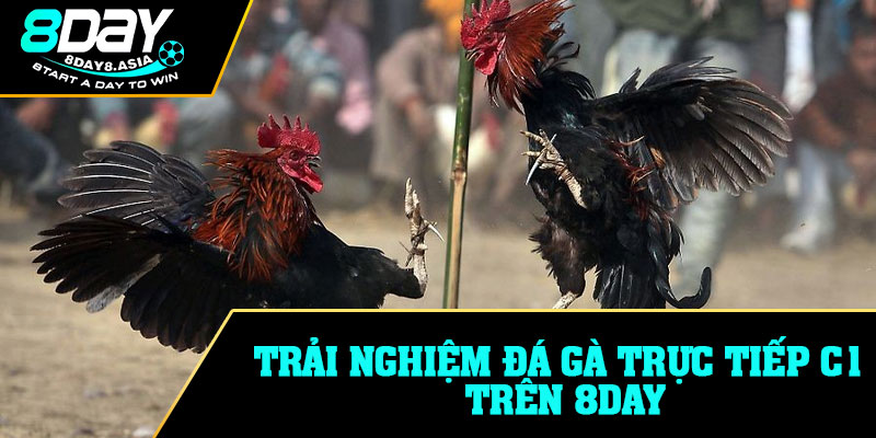 Trải nghiệm đá gà trực tiếp C1 trên 8DAY